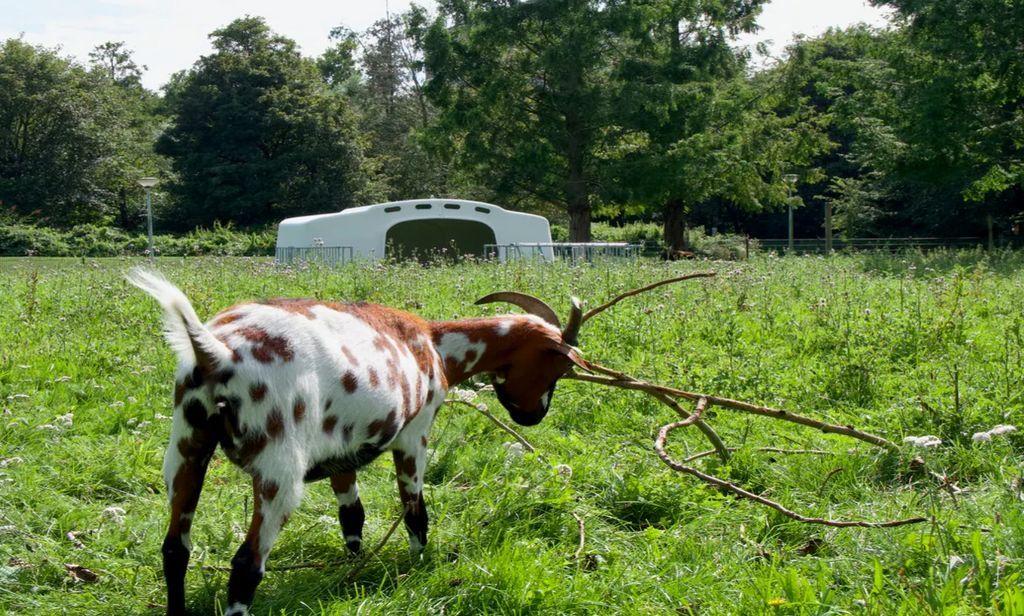 Kinderboerderij de Uylenburg